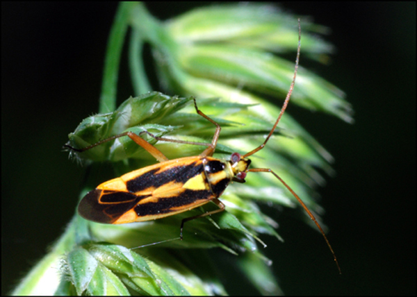 Miridae: Stenotus binotatus maschio dell''Emilia (BO)